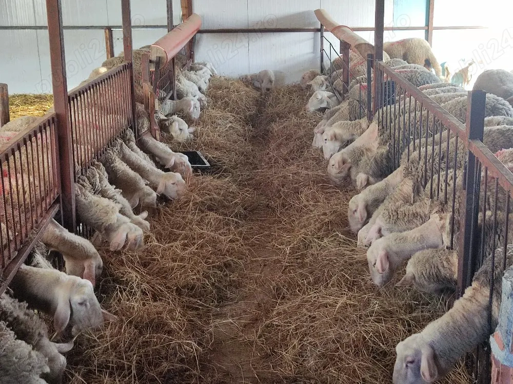 miei lacaun reproductie