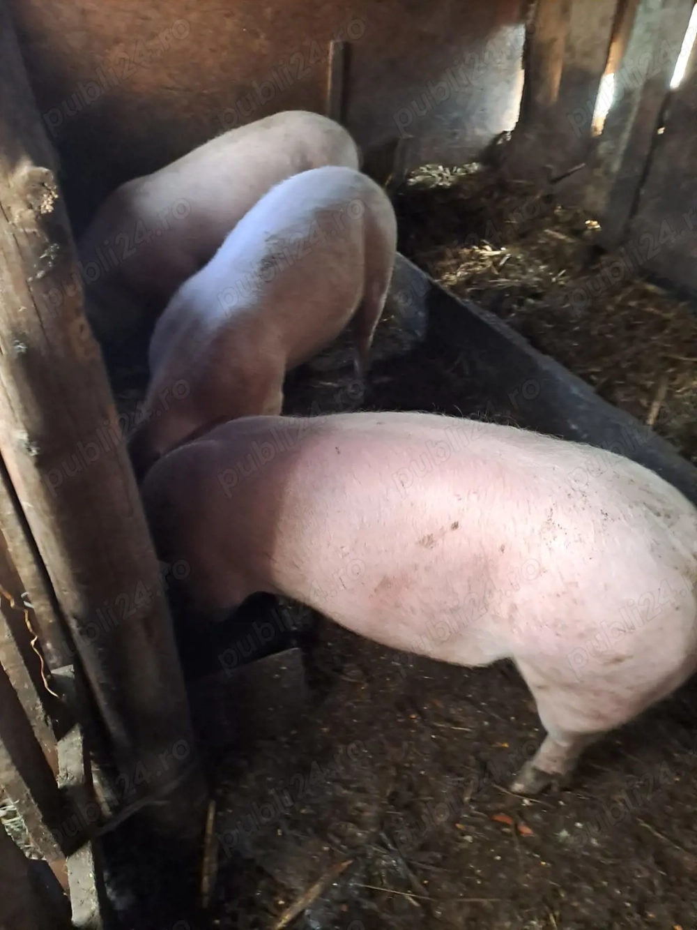 Porci de vânzare au între 90 și 100 14 RON kilogram cine dorește mă poate contacta   jude