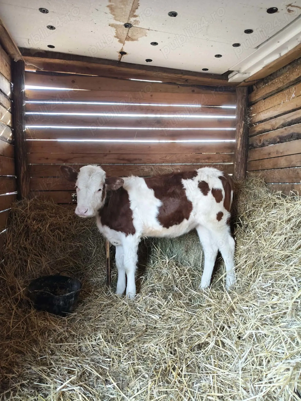 Vând o vitea bălțată românească 