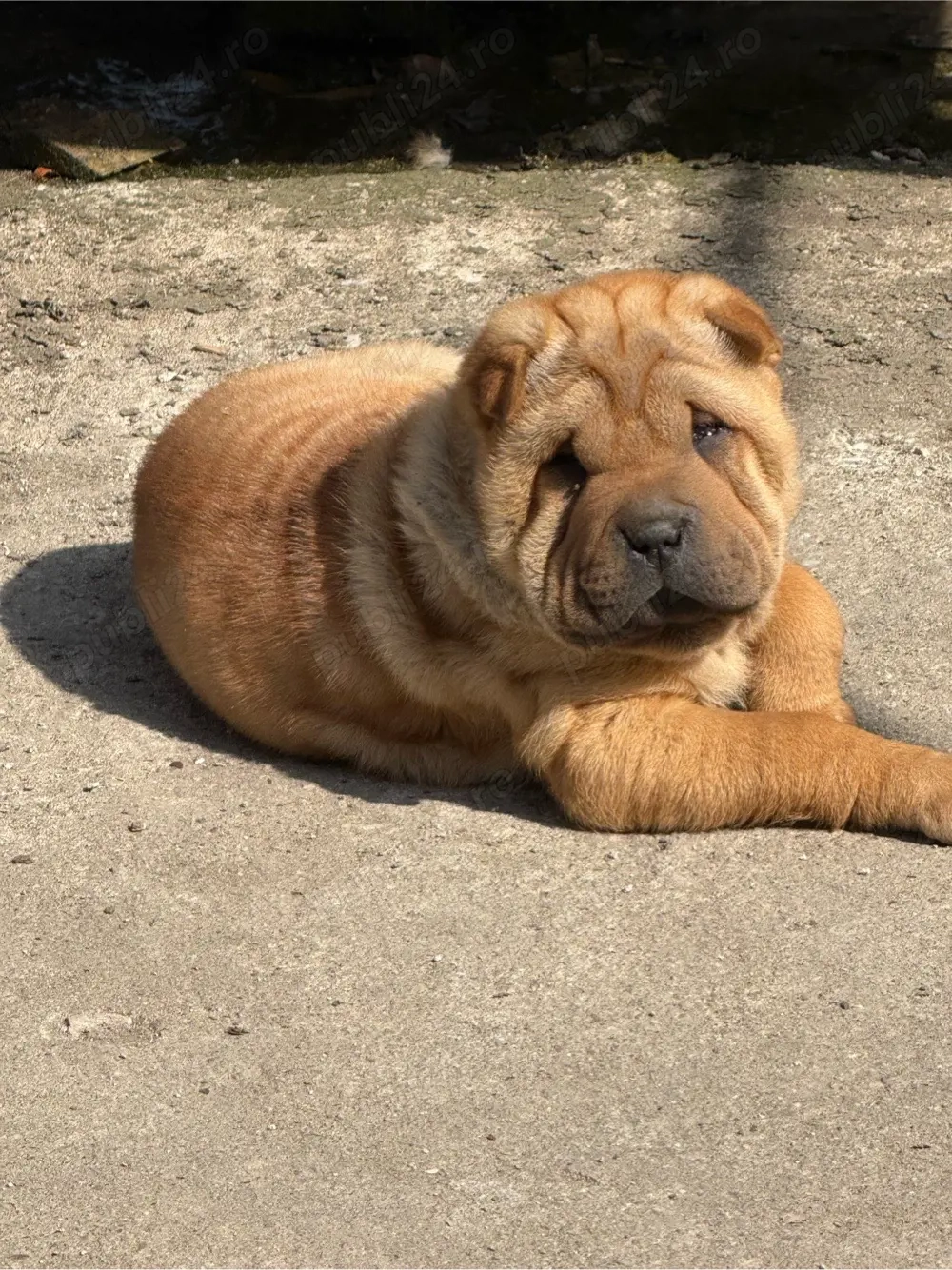 Fetita shar pei