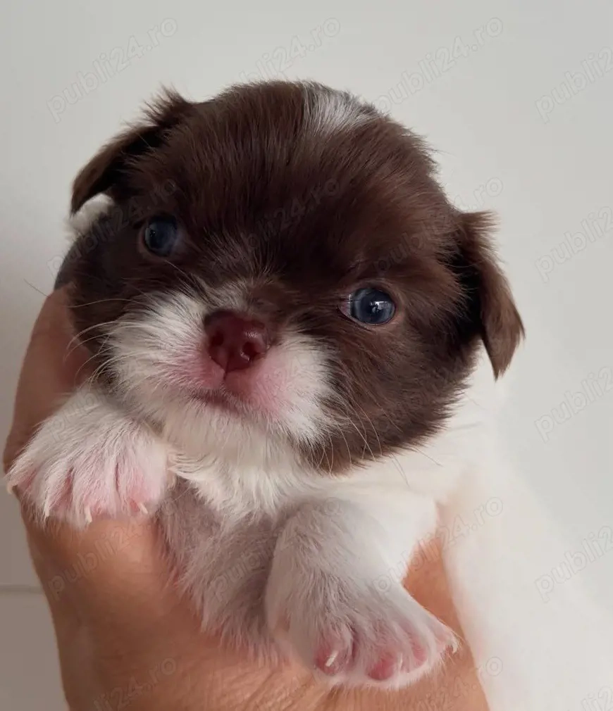 Chihuahua cu pedigree 