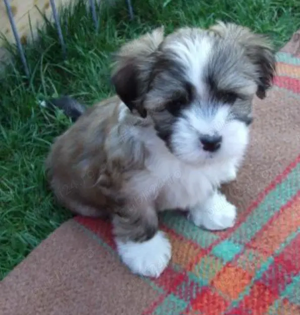 Bichon Havanez cu pedigree 