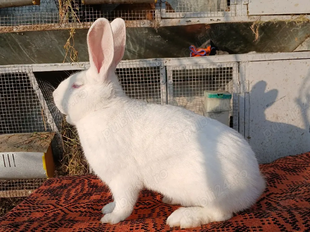 Masculi hycole francez!