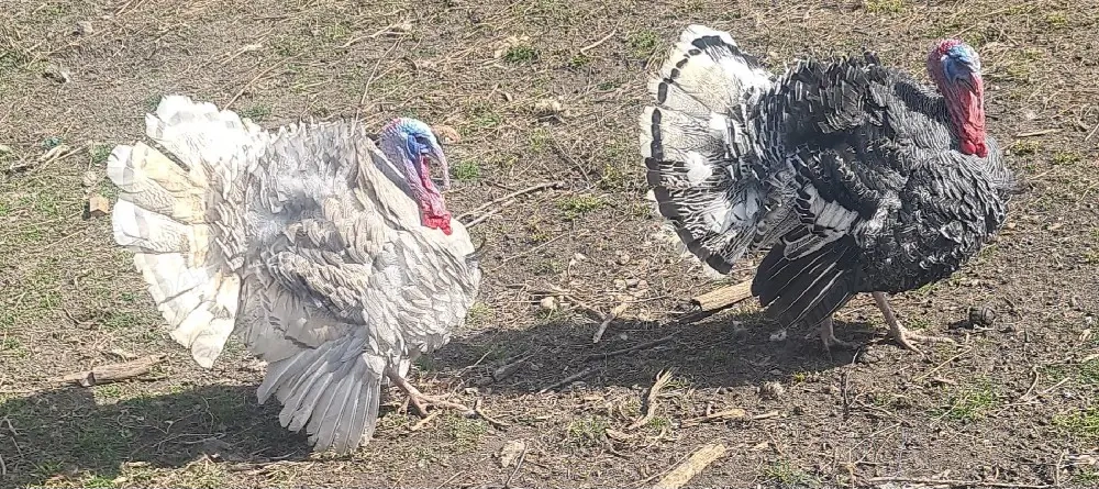 Curcan curcani schimb cu curca curci