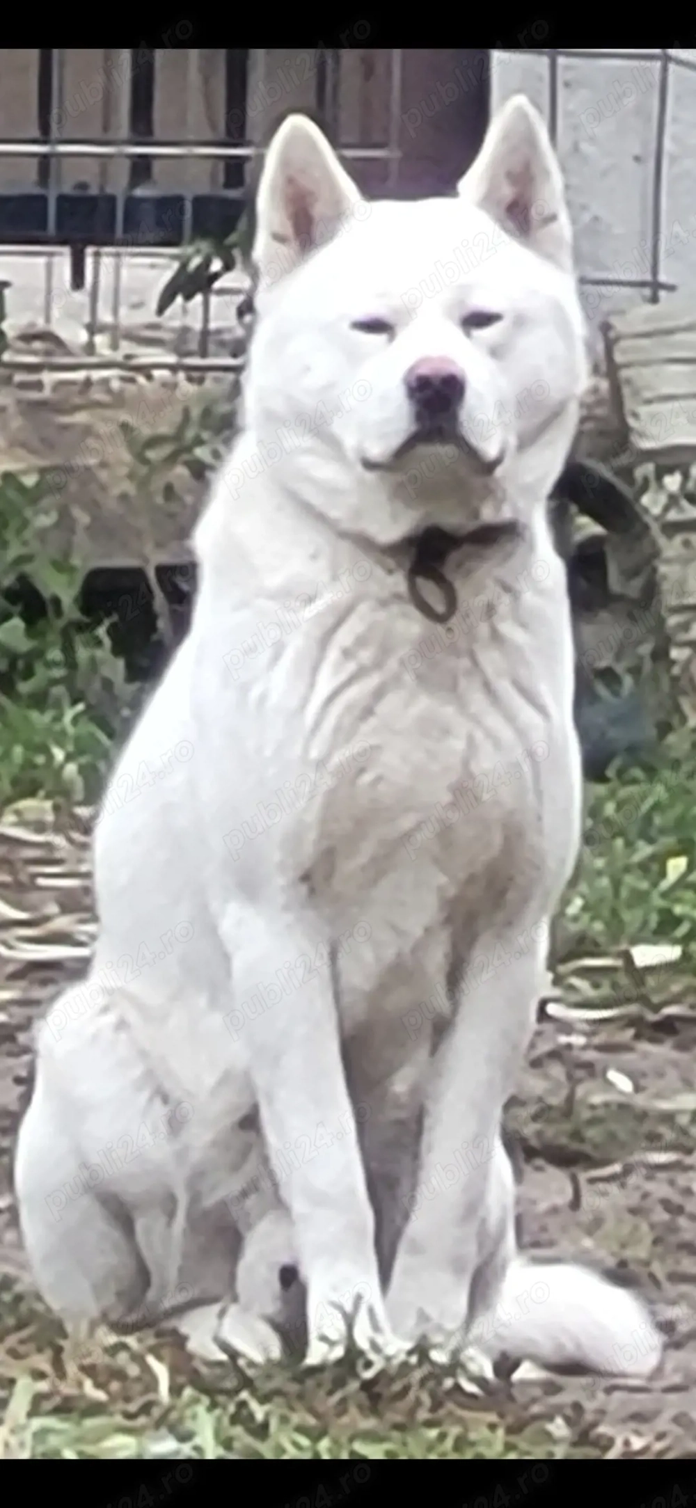 Pui,Akita Inu Alb. Rasa pură. 