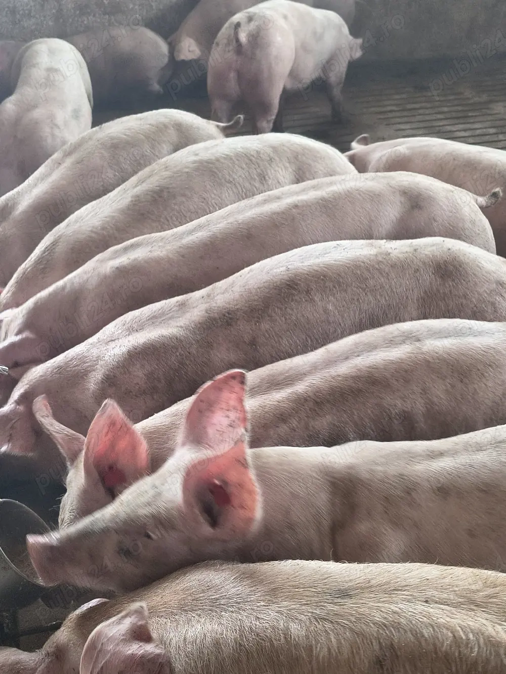 porci da rasa 80 140 kg.