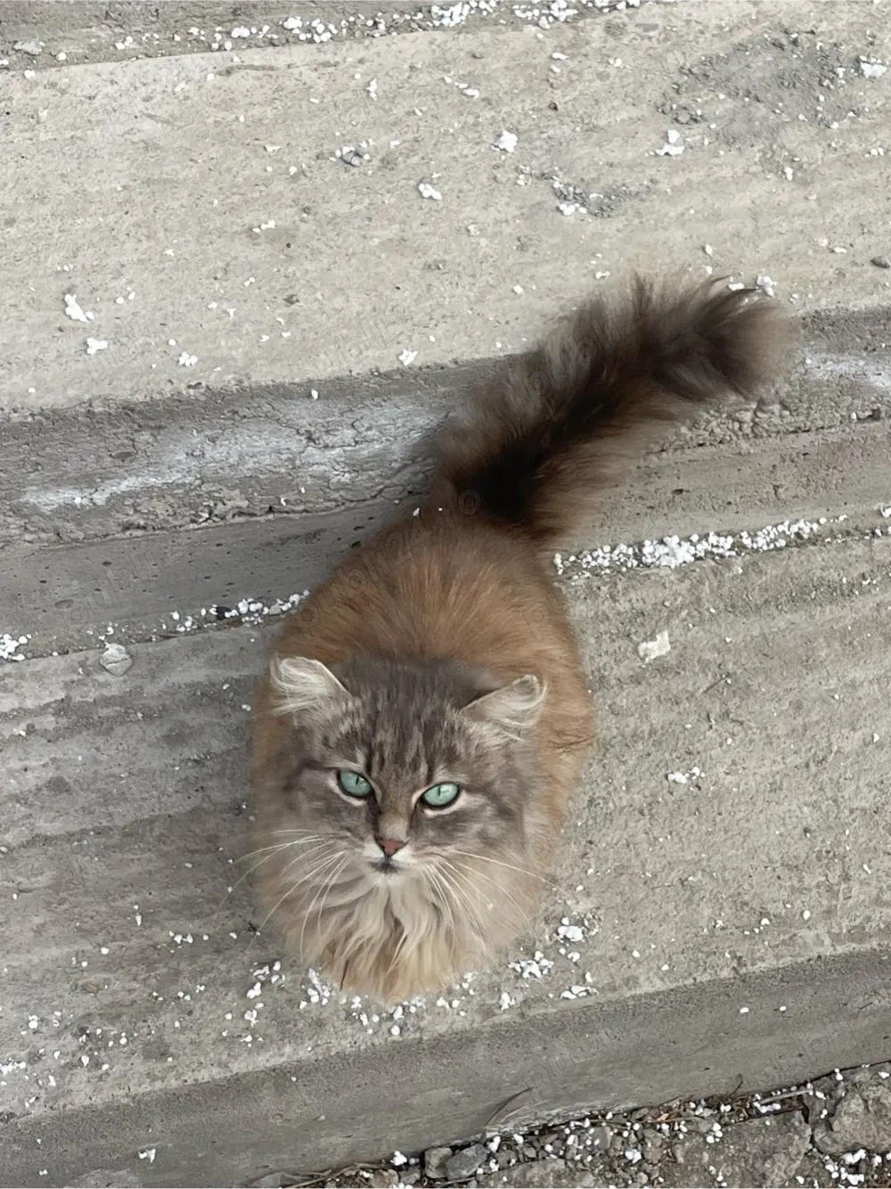 Donez pisica maine coon. 