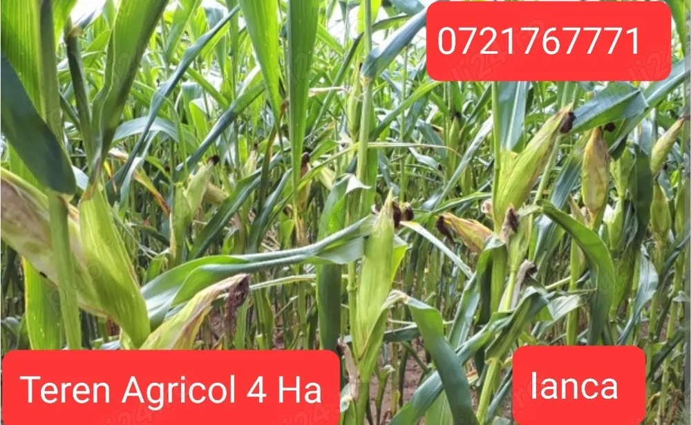 De vanzare 4Ha teren arabil Ianca Braila teren agricol