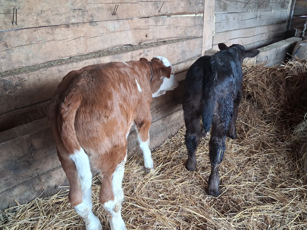 Vand 3 taurasi sugari