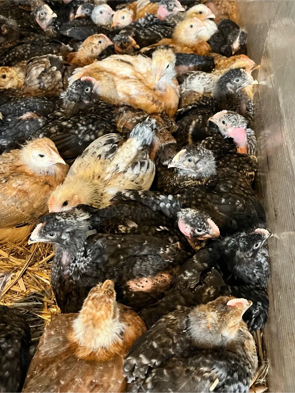 Pui zburați rasă mixtă