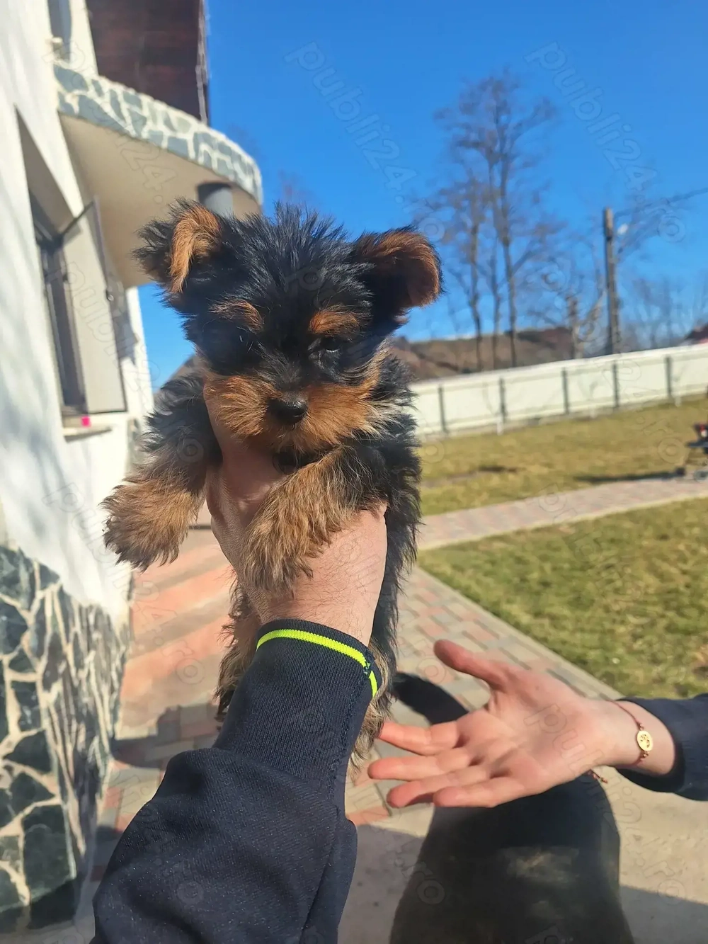 Yorkshire terrier- 1mascul 