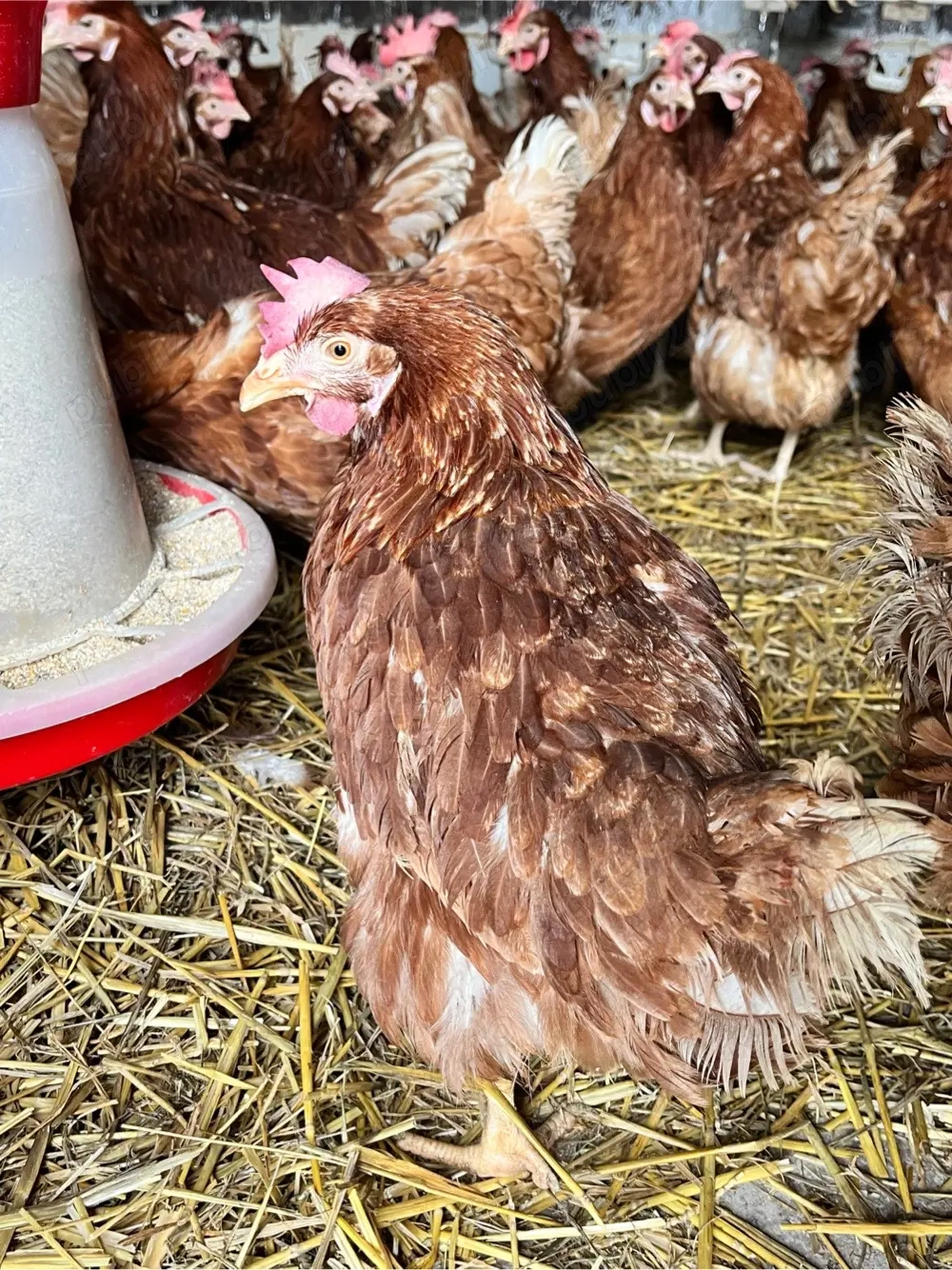 Găini roșii outoare