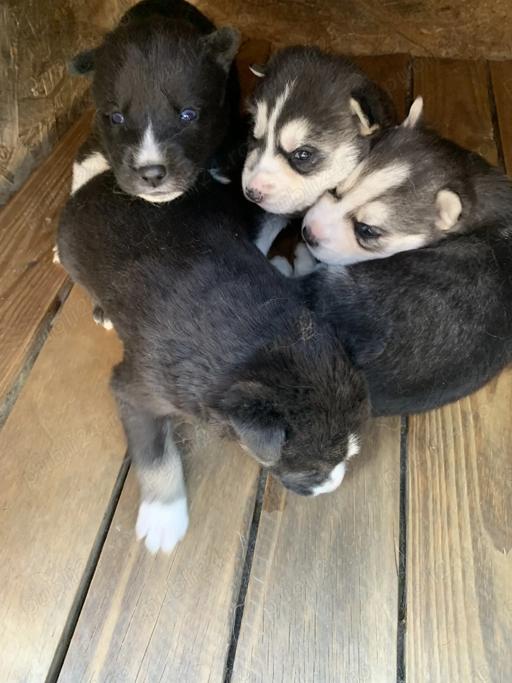 Donez metis de husky