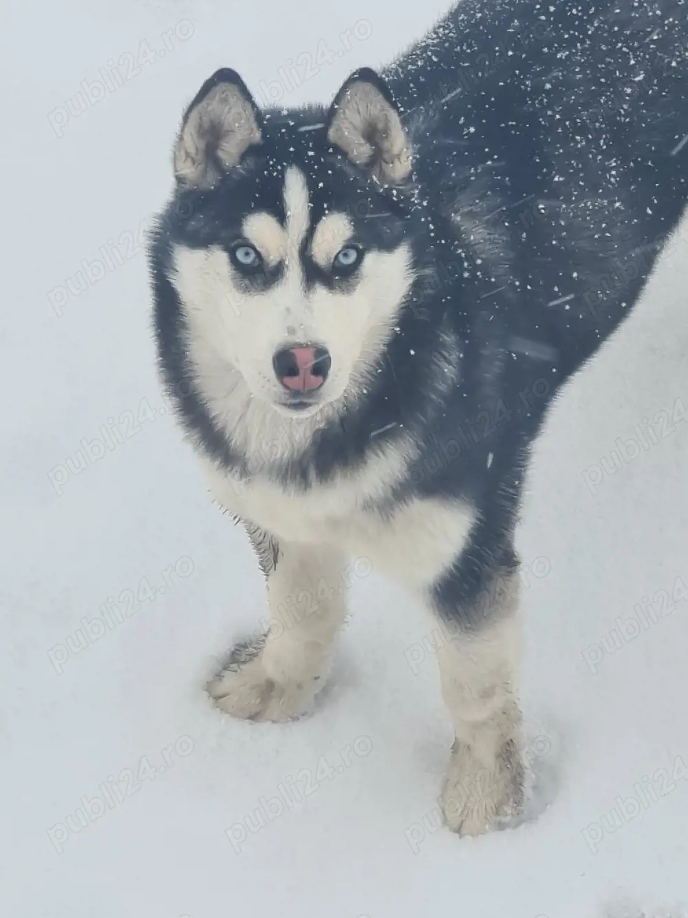 Vând cățelușă Husky Siberian, 6 luni 