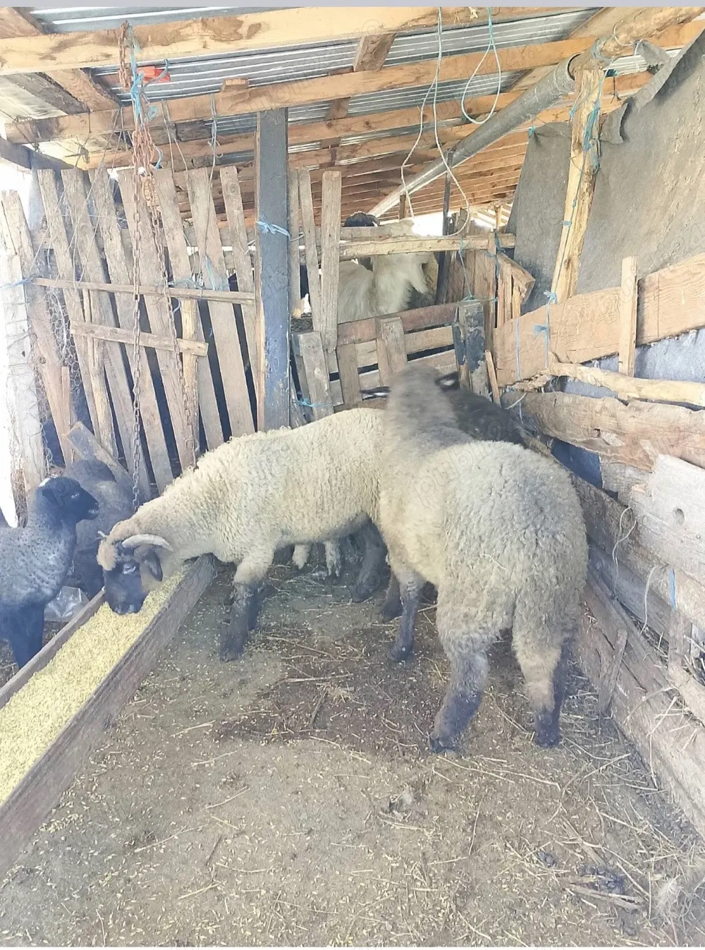 miei pentru pasti 24 lei kg în viu 40 carcasă