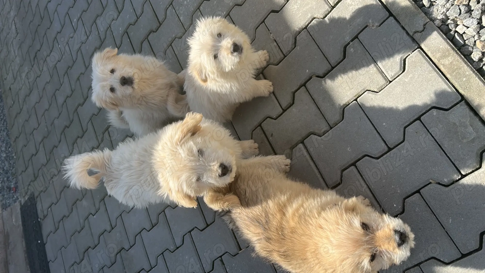 Căței Chow Chow cu Bchon