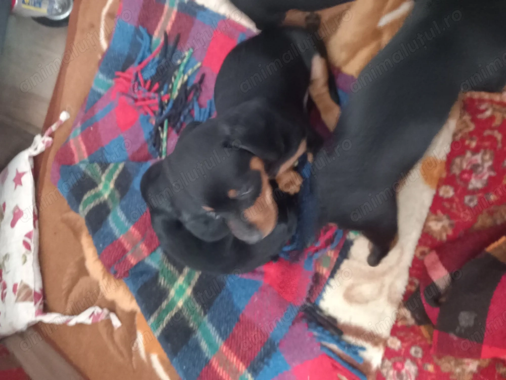 Suntem trei frățiori ruda cu patrocle 