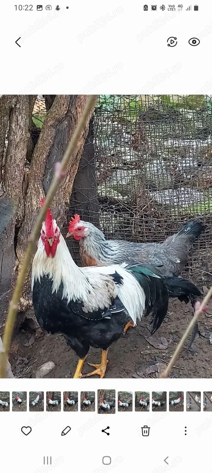 ouă incubat italiană argintie 