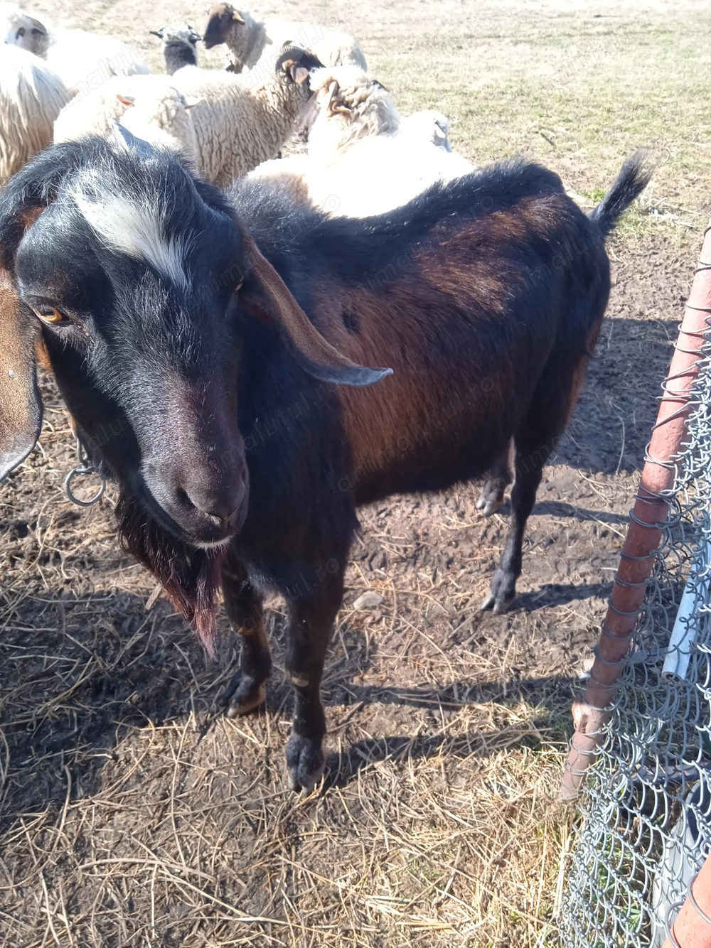 Vând țap anglonubian