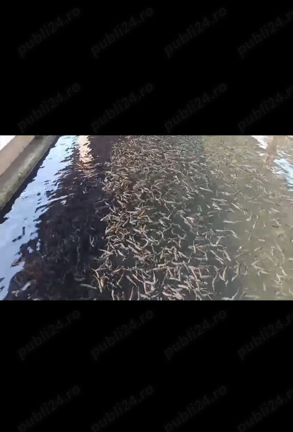 Puiet de pastrav curcubeu