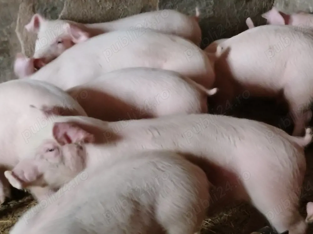 Vând soldani 35-40 kg