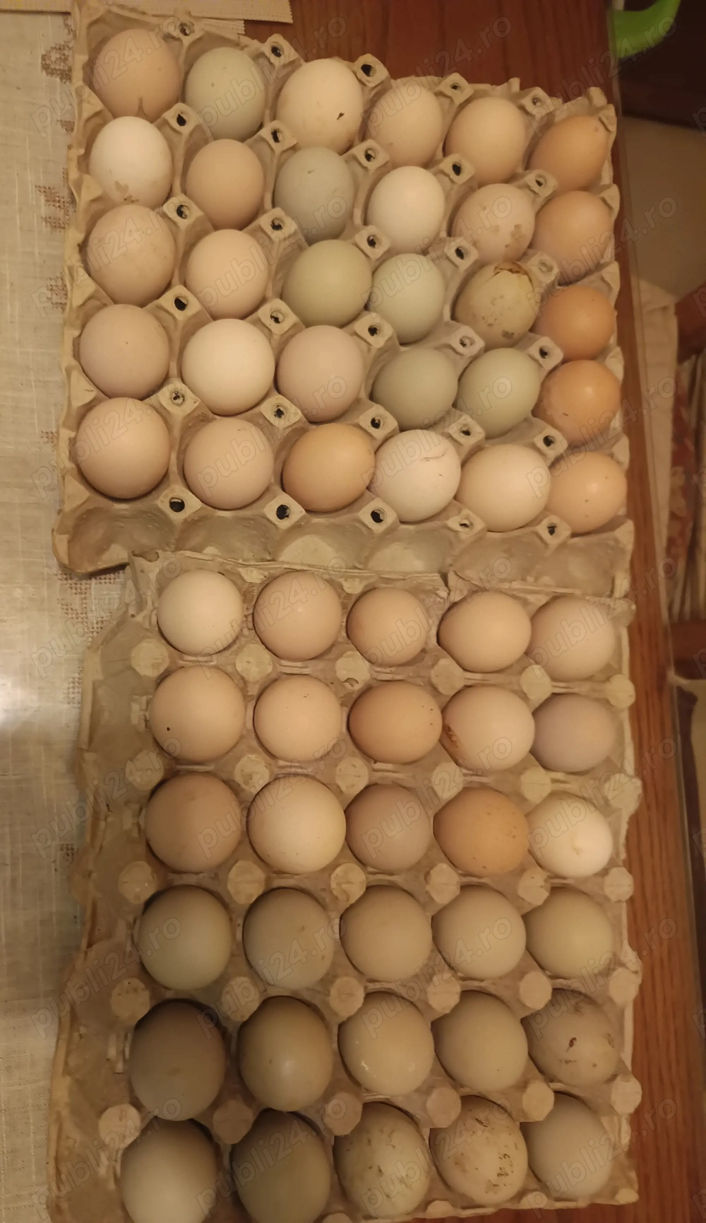 Oua incubat găini austrolorp și brahma 