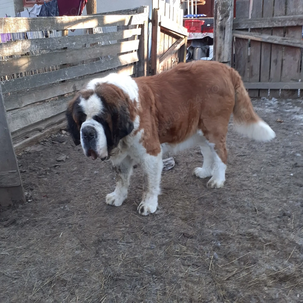 Femelă Saint Bernard caută o familie iubitoare