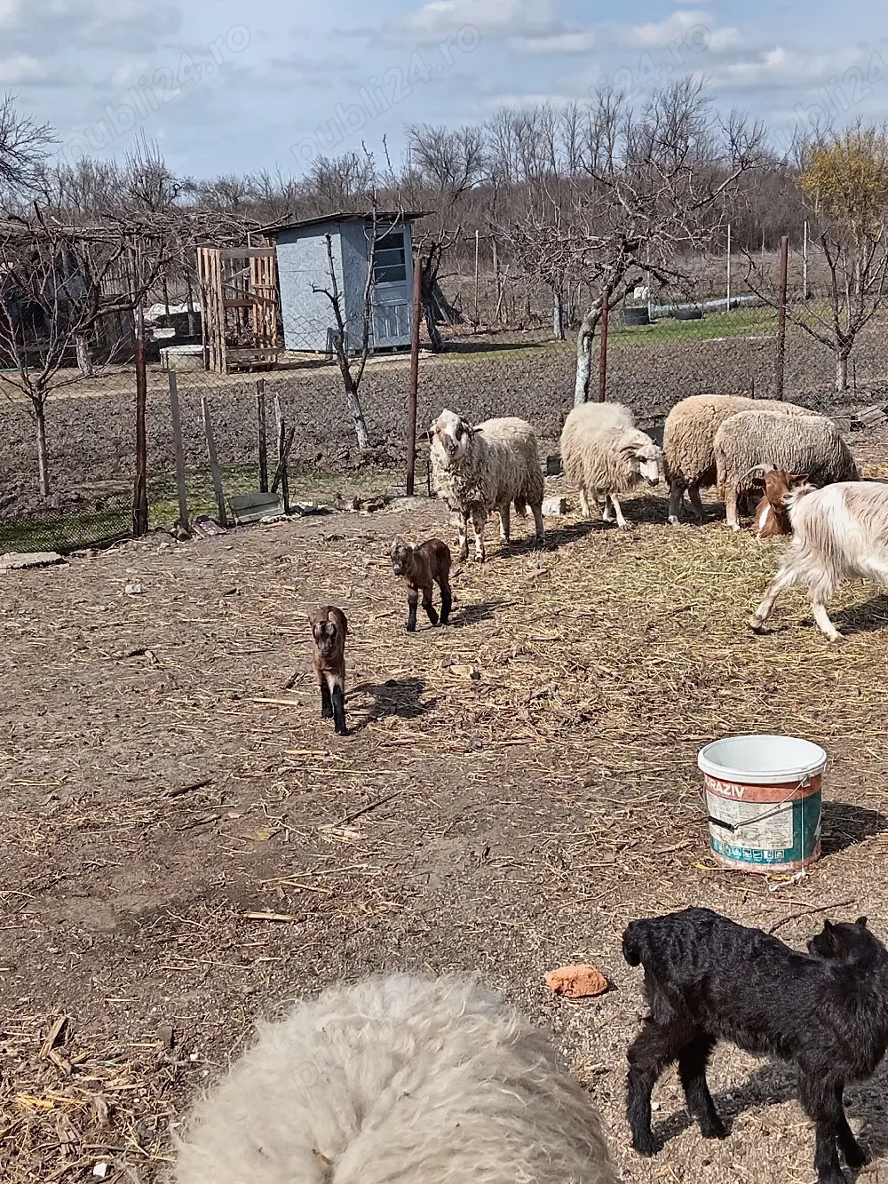 Oaie cu mia lângă ea