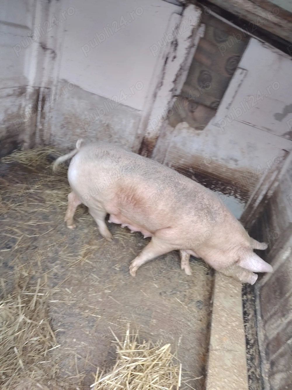 Vand scroafa de taiat sau de tinut