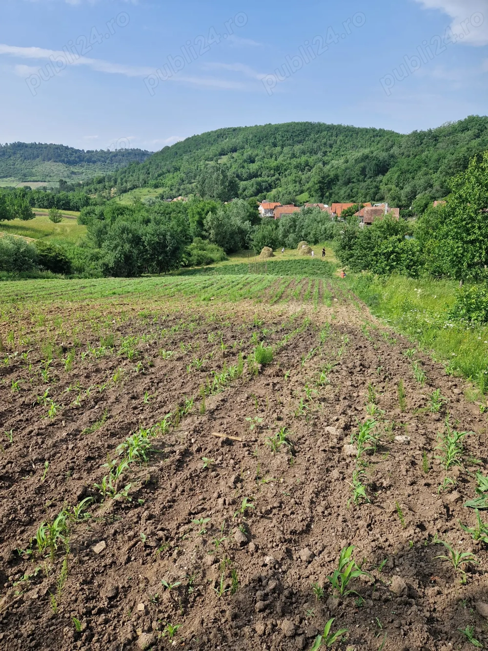 Vând teren intravilan în localitatea Cristorel 
