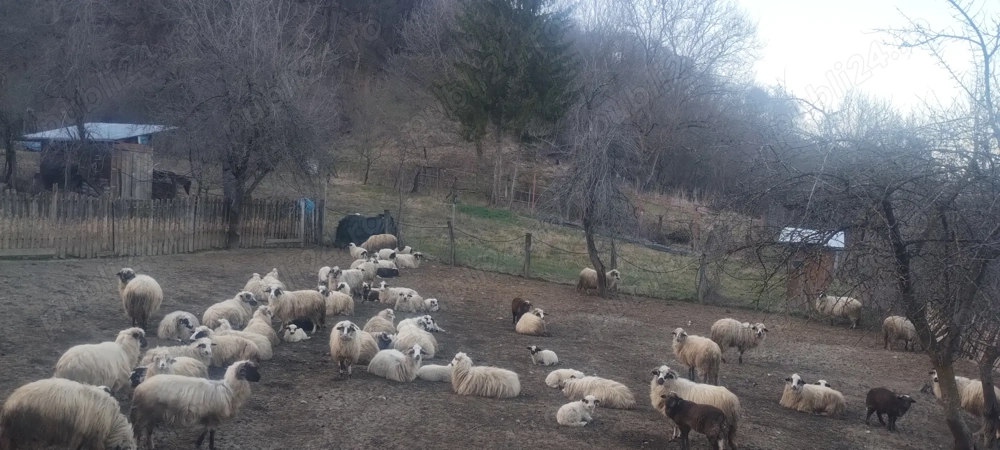 Vând oi și miei 