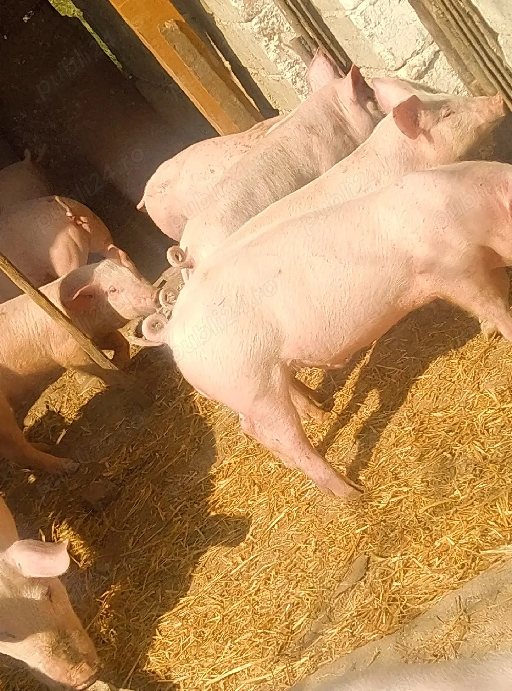 soldani rasa marele alb 