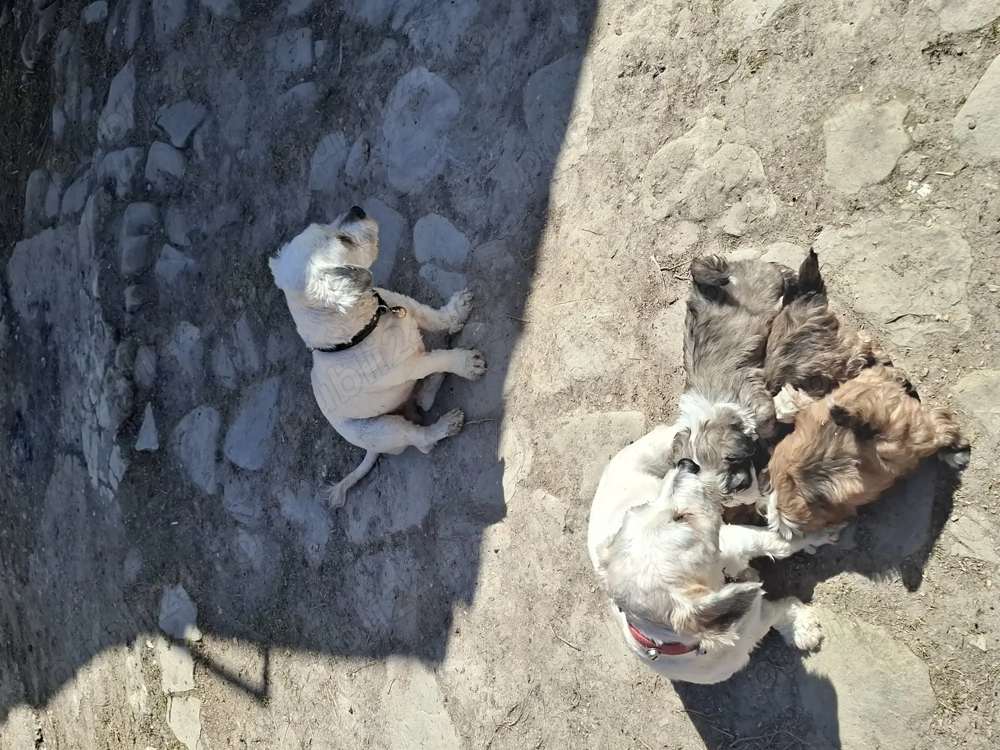 De vânzare căței bishon...diponibil baiat si fata...de 8 săptămâni 