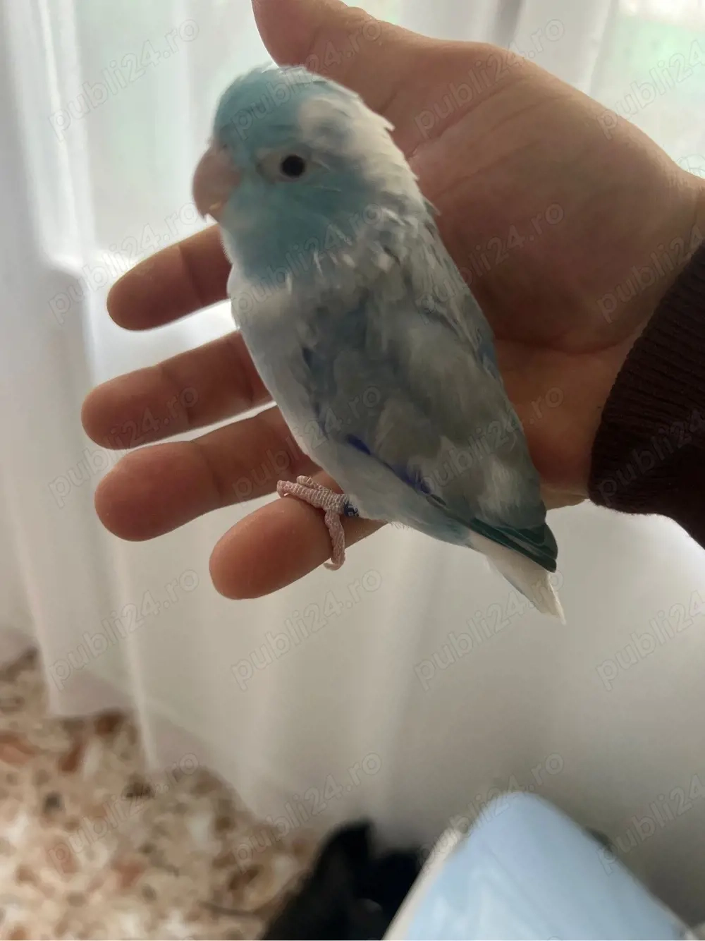 Vand papagali Forpus