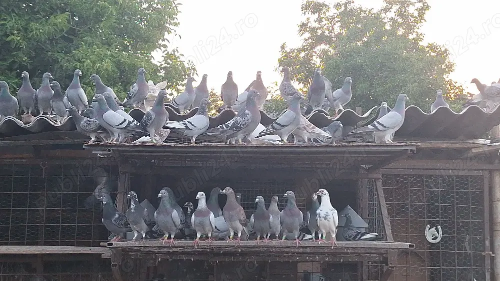 Disființez porumbărie .