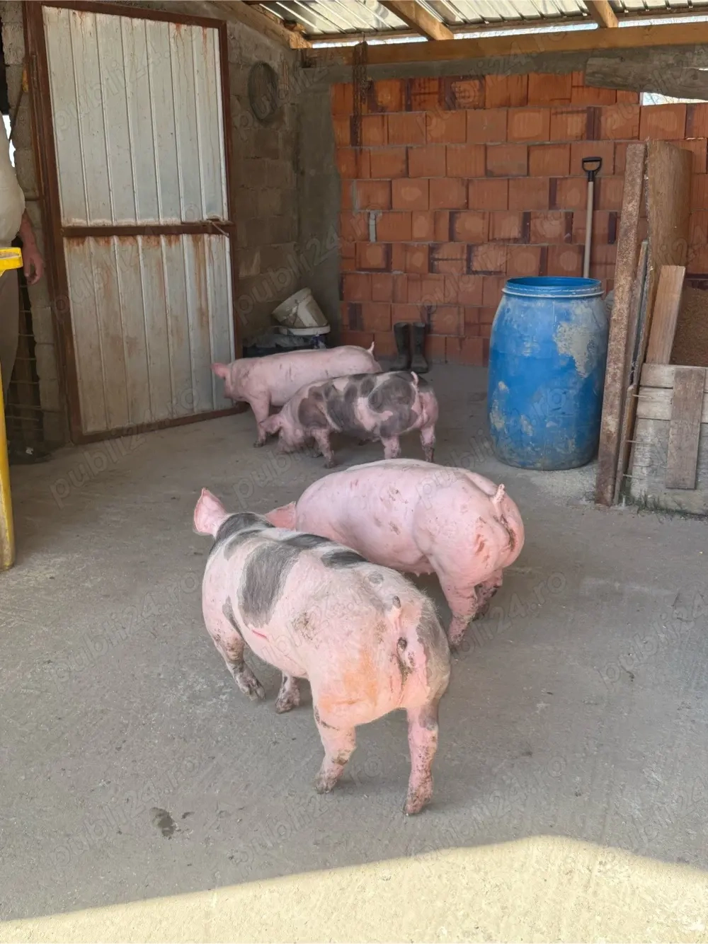 Scrofite pietrain pur