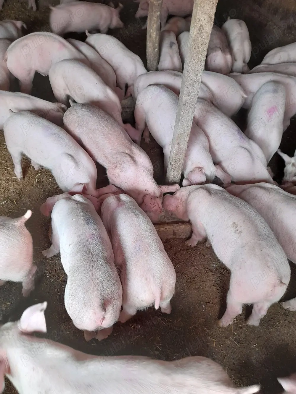 purcei între 15 și 60 kg