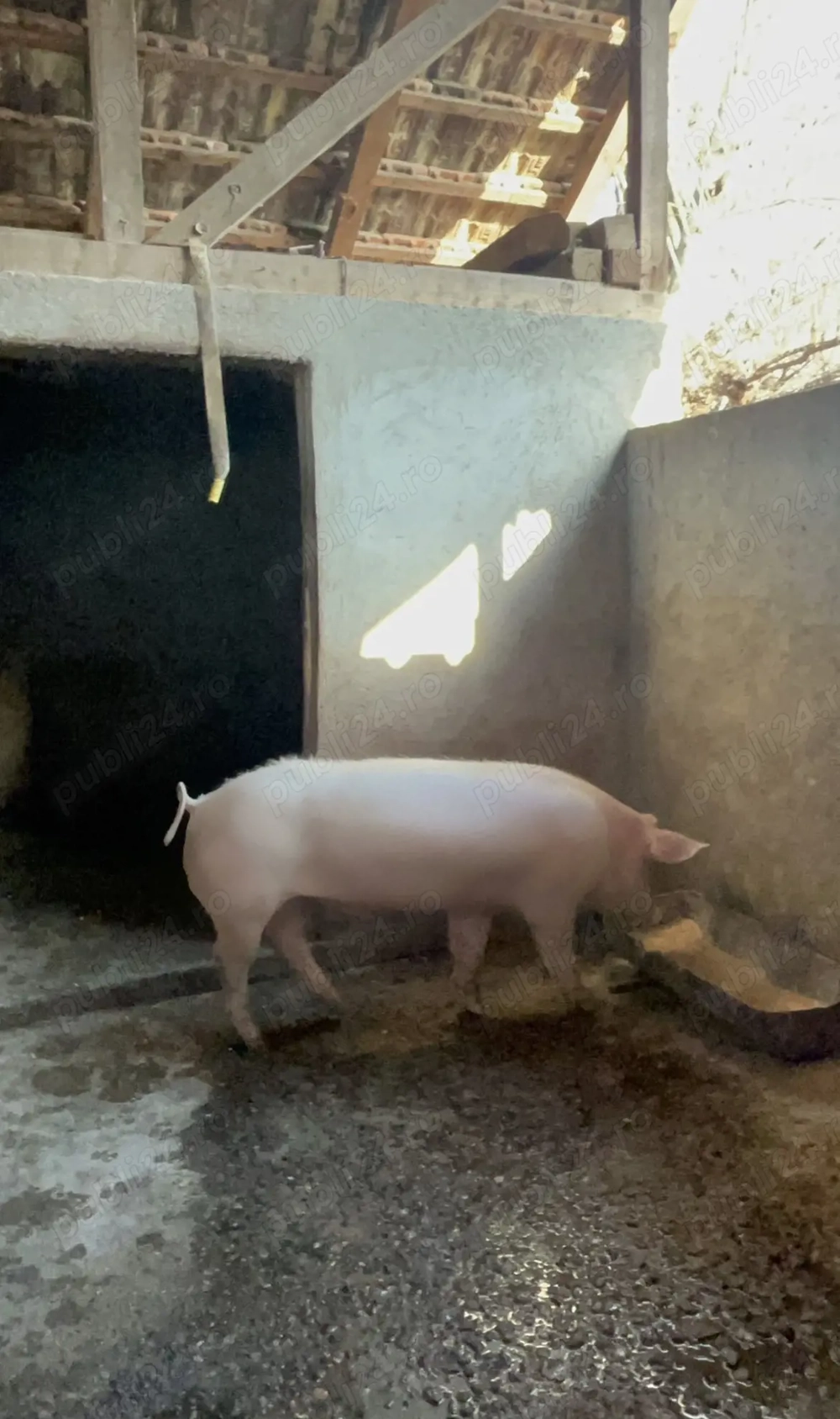 Porc de vânzare 