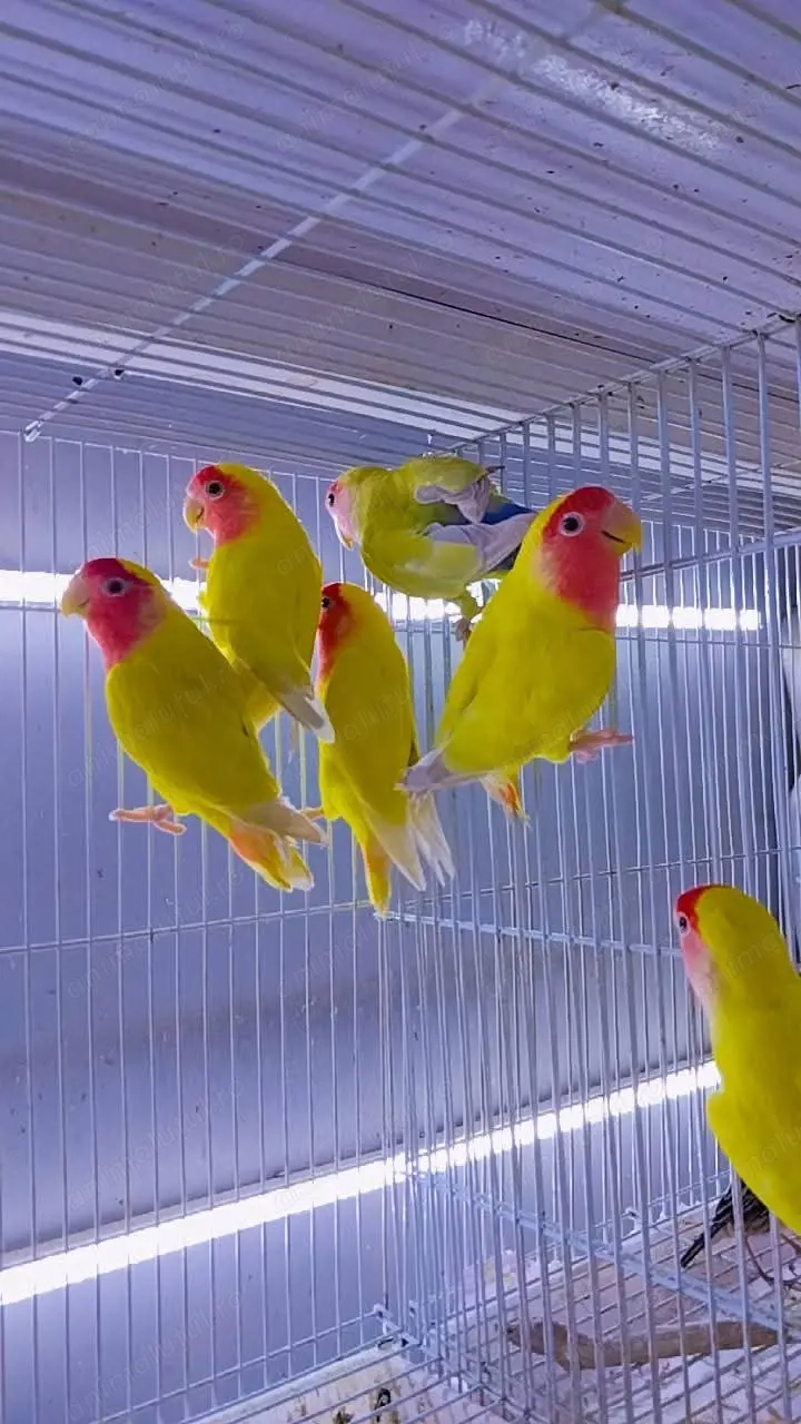 Papagali vorbitori și de ornament