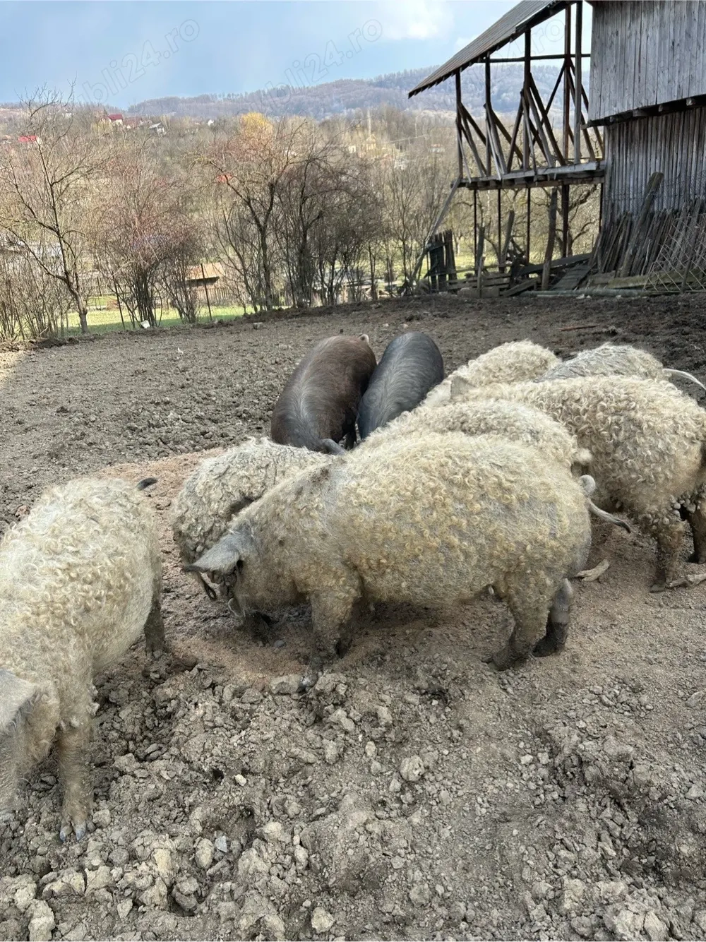 Purcei mangalita , cracasa sau in viu