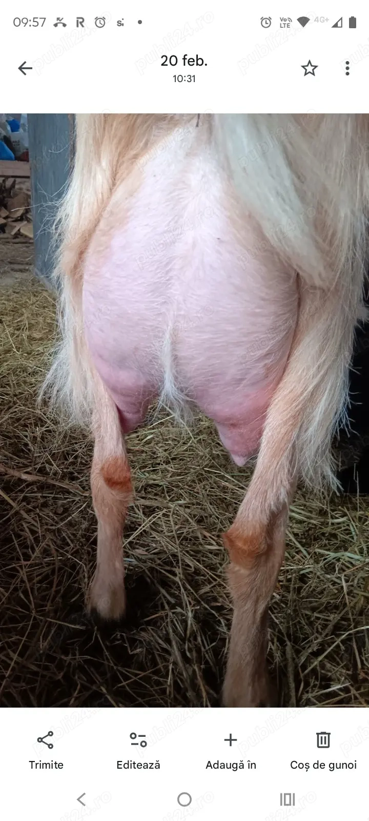 De vânzare un țăpișor si o ieduță