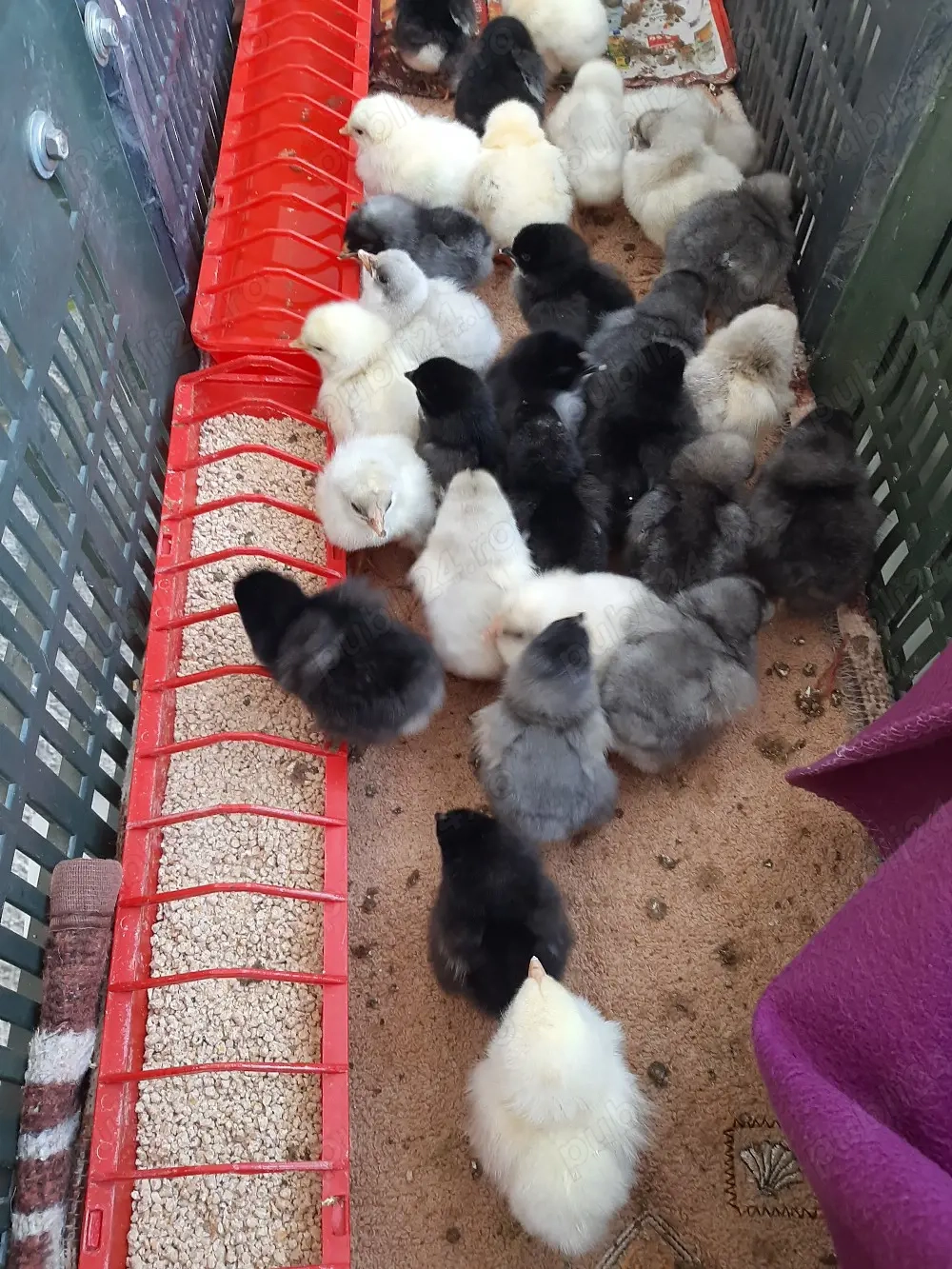 pui găină de 4 zile.