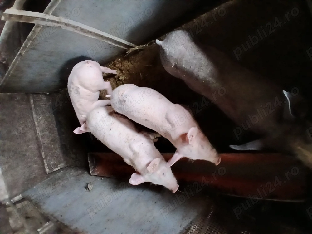 Purcei de vanzare pietreni