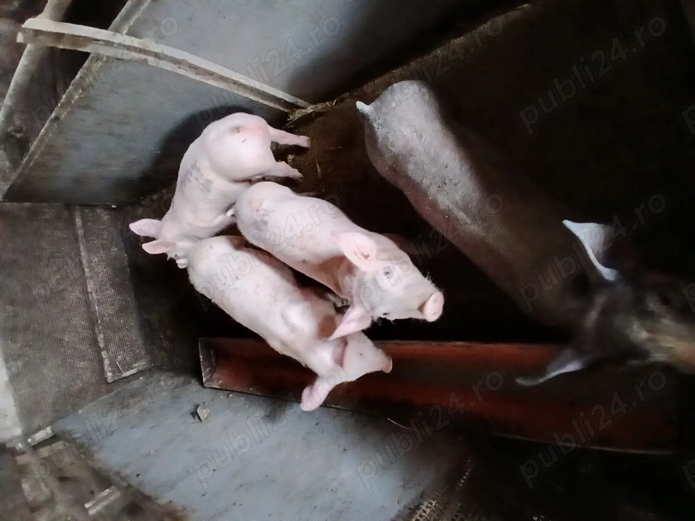 Purcei pietreqni de vanzare