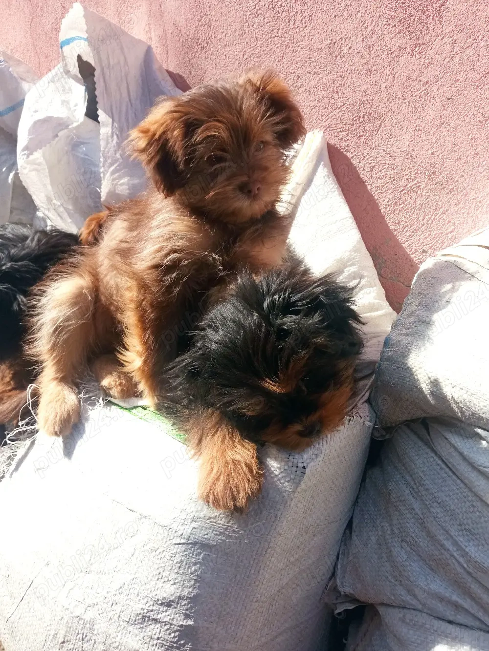 vinzare animale de companie 