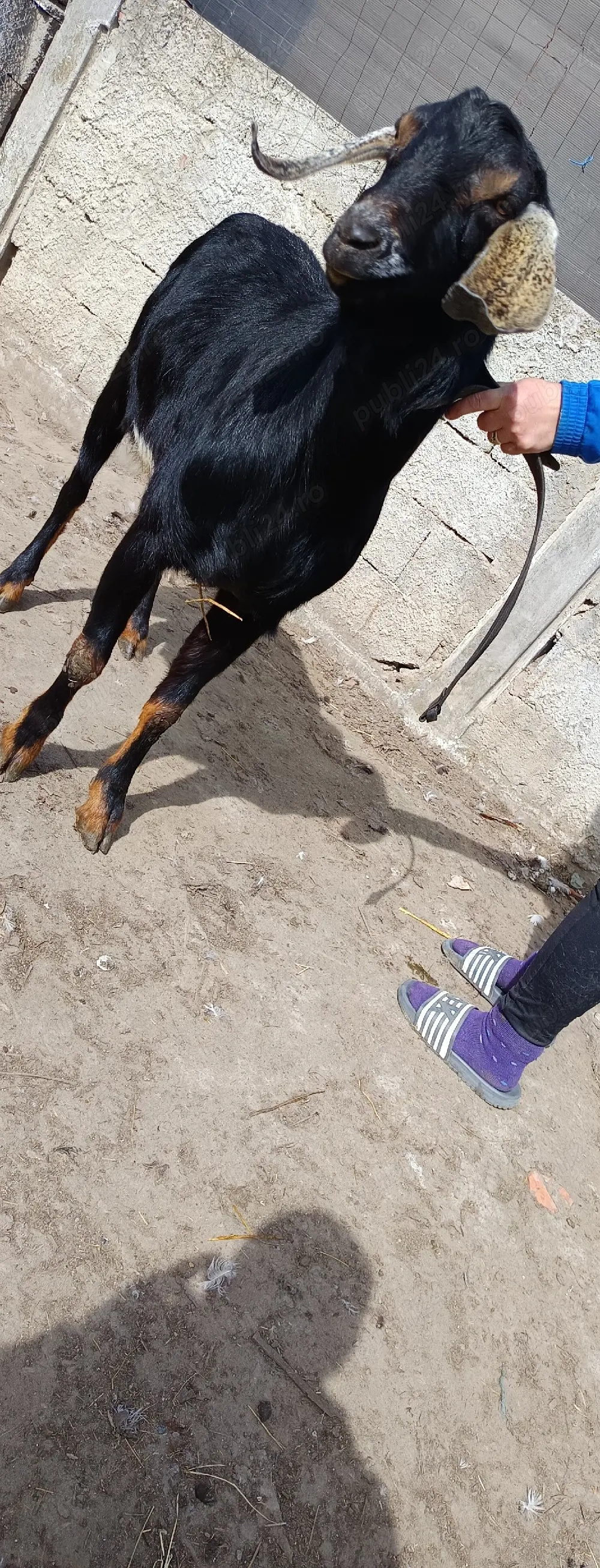  vând sau schimb țap anglo-nubian original 