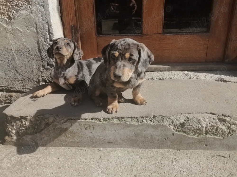 Catei teckel arlechin 