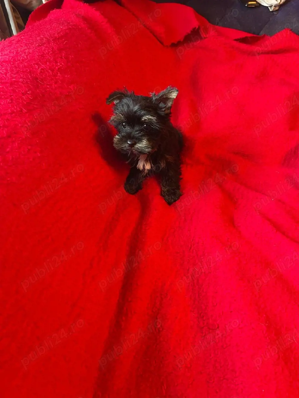 Yorkshire Terrier Pasaport Yorki Talie Mica Toy