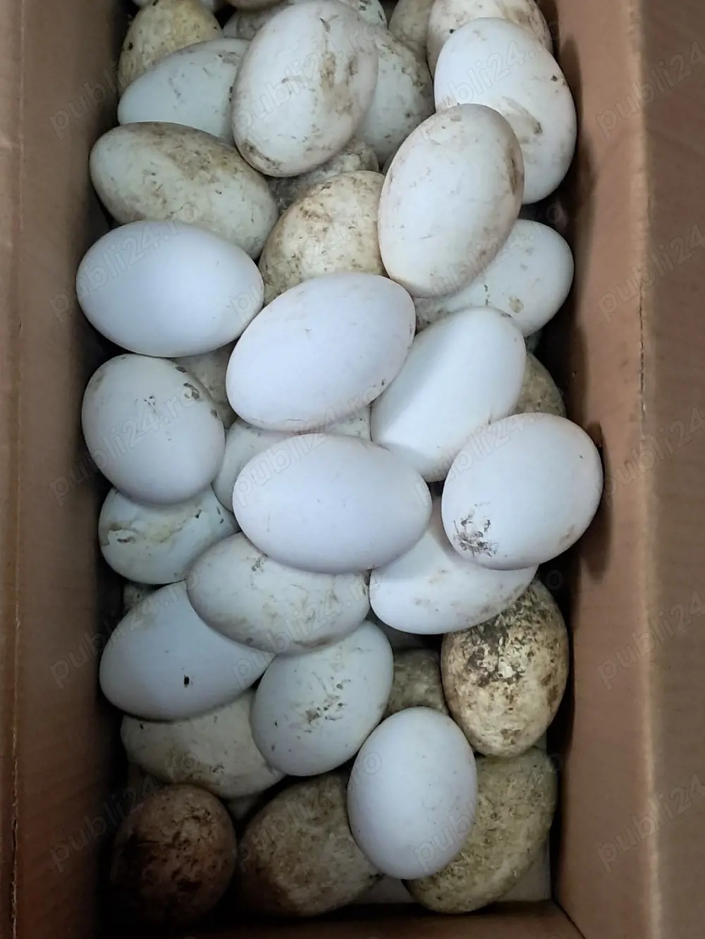 vând ouă de gâște și gâște