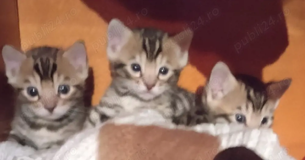 pisoi bengal cu pedigree 